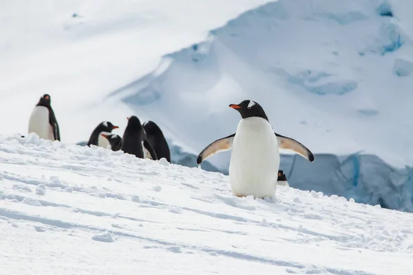 Skupina Tučňáků Gentoo Rod Pygoscelis Antarktickém Poloostrově Úbočí Zasněžené Hory — Stock fotografie