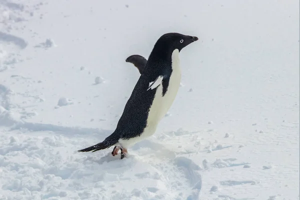 Pingouin Adélie Pygoscelis Adeliae Sur Péninsule Antarctique Debout Dans Neige — Photo