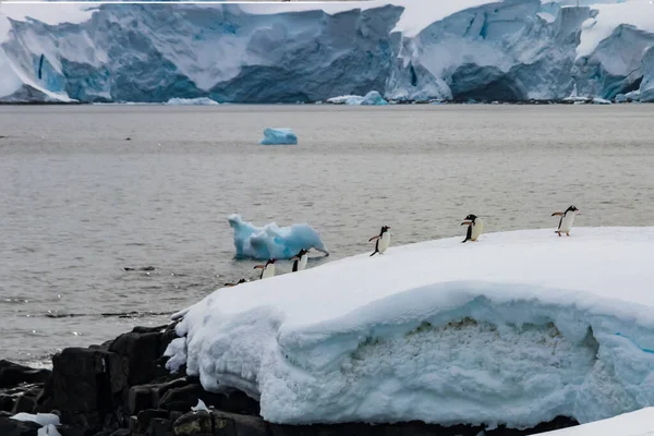 Grupo Pinguins Gentoo Gênero Pygoscelis Marchando Uma Linha Península Antártica — Fotografia de Stock