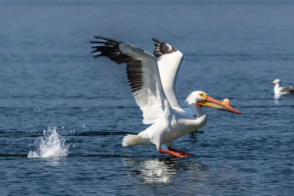 American White Pelican Pelecanus Erythrorhynchos Wings Spread Landing Water Water — Stock Photo, Image
