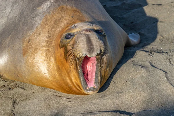 Морской Слон Mirounga Angustirostris Лежит Песке Северу Кембрии Штат Калифорния — стоковое фото