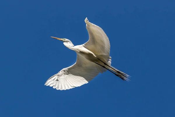 グレート イグレット アルディア アルバ は翼が広がり 空中を滑走する 青空がバックラウンド カリフォルニア州モロ バリー ロイヤリティフリーのストック画像