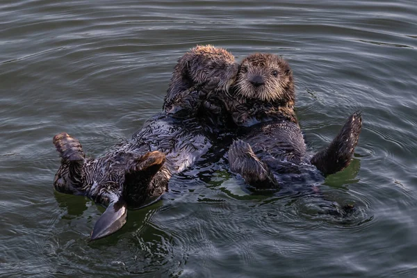 Closeup of pair of sea otters (Enhydra lutris) Floating in ocean at Morro Bay on the California coast. One kissing, one looking at camera
