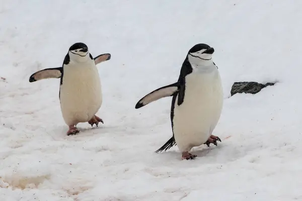 Detailní Záběr Chinstrap Penguins Pygoscelis Antarcticus Kráčející Sněhem Roztažené Ploutve — Stock fotografie