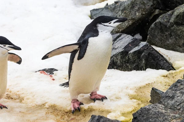 Detailní Záběr Chinstrap Penguin Pygoscelis Antarcticus Stojící Skalách Sněhu Roztažené — Stock fotografie