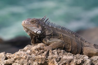 Aruba adasında Green Iguana (Iguana iguana) 'ya yakın çekim. Bir kayanın üzerinde yatarken, sola bakarken, arka planda okyanus. 