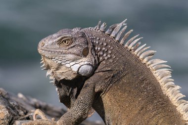Aruba adasında Green Iguana (Iguana iguana) 'ya yakın çekim. Sola bak, arkada okyanus var.. 