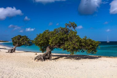 Aruba 'daki Eagle Beach' te ünlü Fofoti ağaçları (Conocarpus erectus). Canlı mavi ve zümrüt yeşili okyanus. Arka planda yelkenli var. Mavi bulutlu gökyüzü. 