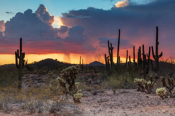 Arizona Sonoran desert during summer thunderstorm. Saguaro cactus and other desert plants in foreground; Sky with golden clouds in background; rain falling.