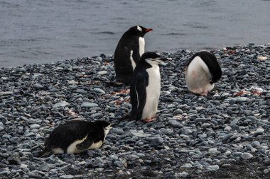 Antarktika yarımadasındaki kayalık sahilde Chinstrap penginleri (Pygoscelis antarcticus) ve Gentoo penguenleri (Pygoscelis papua). Arkaplanda su. 