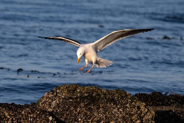 Western Gull Larus Occidentalis Aterrissando Rocha Monterey Califórnia Oceano Pacífico — Fotografia de Stock