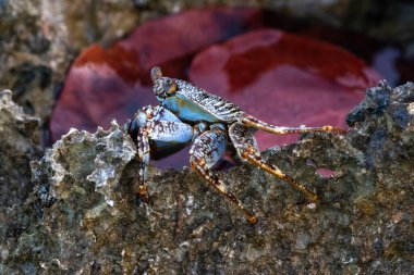 Aruba sahilinde lav kayalıklarında sürünen desenli yengeç (muhtemelen Grey Swimming Crab).. 