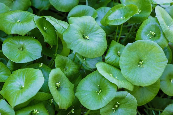 Yakın plan, Madenci marulu (Claytonia perfoliata), Point Lobos Doğa Koruma Alanı. Yuvarlak Cauline yaprakları, ortasında çiçekler..