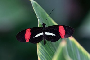 Postacı Kelebek (Heliconius melpomene), Aruba adasında yaprak üzerinde dinlenmektedir. Kanatlar açık, bitkiler arka planda. 