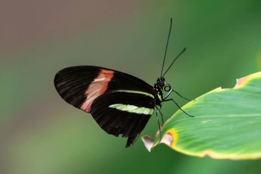 Postacı Kelebek (Heliconius melpomene), Aruba adasında yaprak üzerinde dinlenmektedir. Kanatlar kısmen açık; arkaplanda bitkiler. 