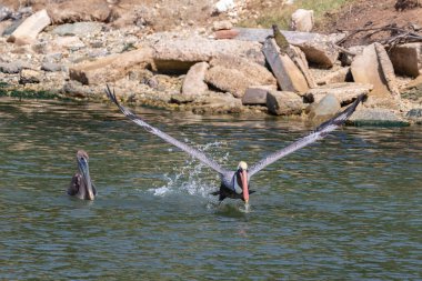 Aruba kıyısında iki kahverengi pelikan (Pelecanus occidentalis). Bir yüzme, bir kanat çırpma, kalkış. Arka planda kayalar.