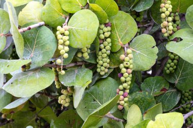 Deniz üzümleri (Coccoloba uvifera), Aruba adasında yetişen bir deniz üzümü sürüsüdür. Arka planda bitkinin yaprakları.