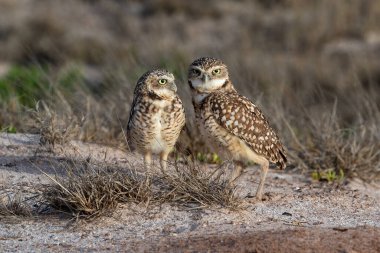Bir çift oyuk baykuşu (Athene cunicularia), ayrıca theshoco olarak da bilinir. Durup kameraya bakıyorum. Aruba adasında.