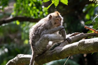 Genç Macaque maymunu (Macaca Fascicularis) ağaç dalında ayakta duruyor ve uzaklığa bakıyor. Arka planda orman var. Kutsal maymun ormanlarında, Ubud, Bali, Endonezya.