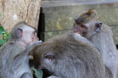 Ubud, Bali, Endonezya 'da üç Macak maymunu. Biri diğerinin kafasını tırmalıyor.. .