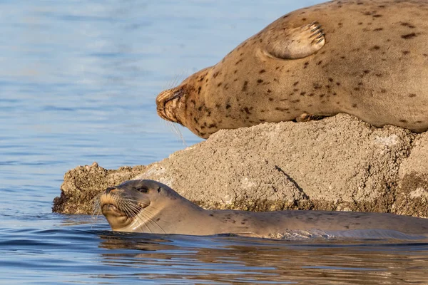 Harbor seals (Phoca vitulina) harbor of Monterey, California. One in water, one resting on rock.