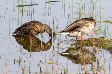 Pinetop, Arizona yakınlarındaki gölette duran bir çift Mallard ördeği (Anas platyrhynchos). Yansımaları suda yansıdı.. 