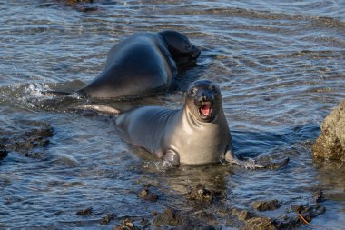 İki genç deniz fili (Mirounga angustirostris) Cambria, Kaliforniya 'nın hemen kuzeyindeki sudalar. Kafası yukarıda, ağzı açık.. 