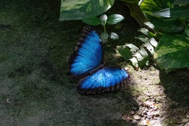 Mavi Morpho kelebeği (Morpho menelaus) Aruba Adası 'nda yerde dinlenmektedir. Yakınlarda yeşil yapraklar. 