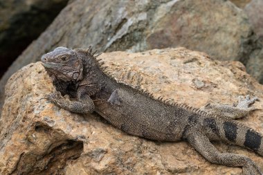 Yeşil iguana (Iguana Iguana) Aruba adasının kıyılarında, kayaların üzerinde yatar.. 