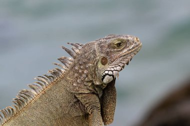 Aruba adasında Green Iguana (Iguana iguana) 'ya yakın çekim. Sola bak, arkada okyanus var.. 