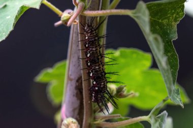 Tırtıl, Asya Kırpıcı Kelebeği (Parthenos Sylvia) bitkinin üzerinde dikey olarak sürünür. Aruba adasında. 