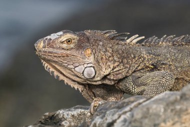 Yakın plan, Yeşil İguana (Iguana iguana) Aruba adasının kıyısındaki kayanın üzerinde oturmaktadır. Kameraya bakıyorum.. 