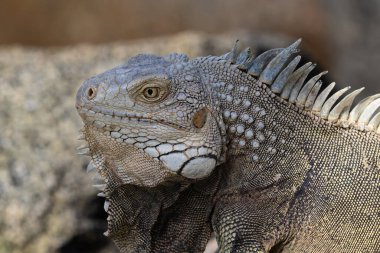 Yakın plan, Yeşil Iguana (Iguana iguana) Aruba adasının kıyısındaki kayanın üzerinde oturuyor..
