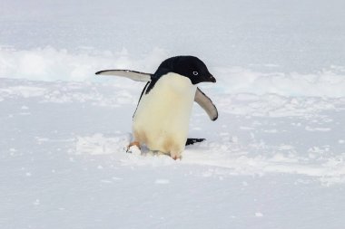 Adelie pengueni (Pygoscelis adeliae) Antarktika Peniunsula üzerinde ayakta duran kardır. Yüzgeçler açılır, yana bakar.. 