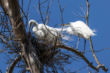 Kaliforniya, Morro Körfezi 'ndeki bir ağaç dalında çiftleşen Büyük Akbalıkçıl (Ardea alba) çifti.. 