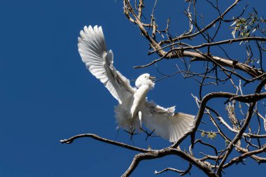 Ulu Egret (Ardea alba), Morro Körfezi, Kaliforniya 'da bir ağaç dalına iniyor. Kanatlar açık; mavi gökyüzü arka planda.