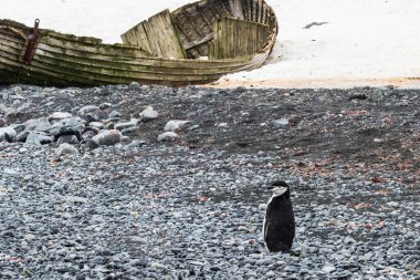 Chinstrap penguin (Pygoscelis antarcticus) standing on a rocky beach in the Antarctic Peninsula. Wrecked boat and snow in the background.  clipart