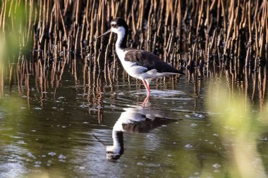 Kara boyunlu Stilt (Himantopus mexicanus), Aruba adasındaki sığ bataklıkta duruyor. Suda yansıması var. Arka planda sazlıklar. 