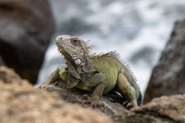 Yeşil iguana (Iguana iguana) Aruba kıyısında, kayaların üzerinde duruyor. Kameraya bakıyorum. Arkaplanda okyanus. 