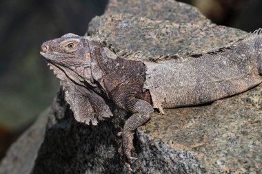 Green Iguana (Iguana iguana) resting on a rock, Aruba shoreline. Shedding his skin. clipart