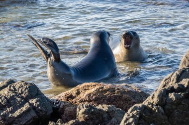 Kuzey Fil fokları (Mirounga angustirostris), Cambria, Kaliforniya 'nın kuzeyinde, deniz kenarında karşı karşıya gelirler. Biri paletleri havada, biri ağzı açık, çağırıyor. 