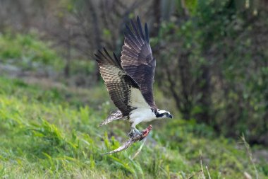 Osprey (Pandion haliaetus) in flight, carrying fish in its talons. Green plants in background. Orlando, Florida.  clipart
