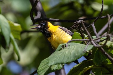 Aruba 'da ağaç dalına tünemiş sarı muzlu (Coereba flaveola). Yan tarafa bakıyor, gagası açık, arıyor. Tüyler diken diken oldu.. 