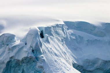 Su Hyacinth (Pontederia crassipes, eski adıyla Eichhornia crassipes) Orlando, Florida 'da bir gölde yüzer.. 