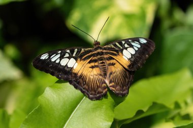 Asyalı kırpıcı kelebek (Parthenos sylvia), yaprak üzerinde dinlenir. Kanatlar açık, turuncu ve siyah benekli. Aruba Adası 'nda. 