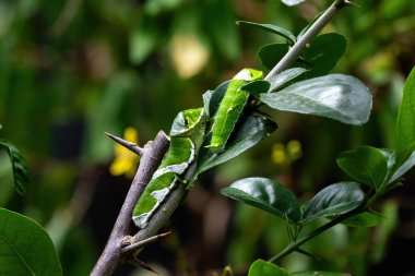 Yeşil yapraklı bir çift Swallowtail tırtılı (Papilio troilus). Aruba 'da.  