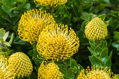 Morro Bay, Kaliforniya 'da yakın plan sarı leucospermum cordifolium. Arkaplanda yeşil yapraklar.