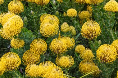 Kaliforniya, Morro Körfezi 'nde sarı leucospermum cordifolium. Arkaplanda yeşil yapraklar.