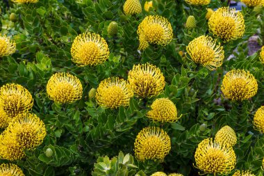 Kaliforniya, Morro Körfezi 'nde sarı leucospermum cordifolium. Arkaplanda yeşil yapraklar.