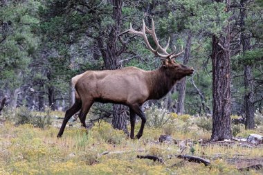 Rocky Mountain Geyiği (Cervus elaphus nelsoni), Büyük Kanyon Ulusal Parkı. Çam ormanında yürüyen boynuzlu bir erkek.. 